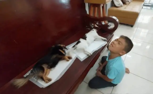 After the dogs had been sterilized, the little boys thought they were dead, and they fell down and cried