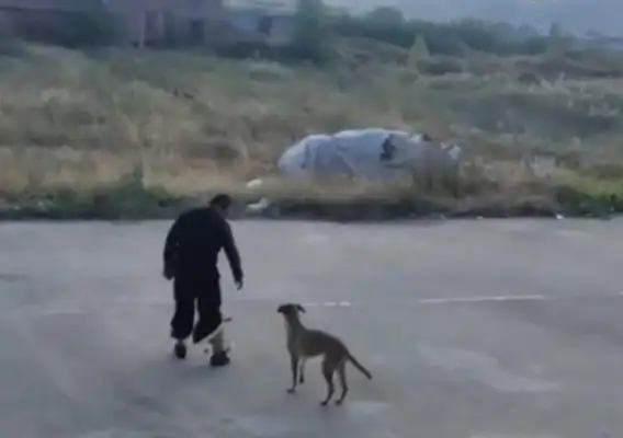 Dogs walk like men do. In industry: dogs are highly intelligent animals