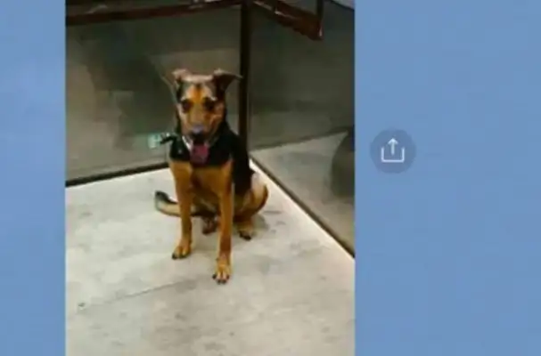 A woman walks a dog at night in the park and loses her love dog, and she takes the elevator home