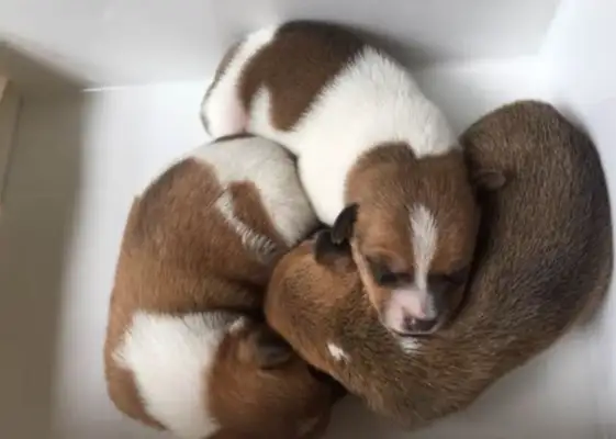 The three milk dogs were thrown off the streets by the masters, and the dogs grew together