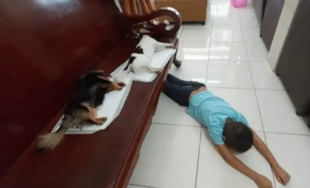 After the dogs had been sterilized, the little boys thought they were dead, and they fell down and cried