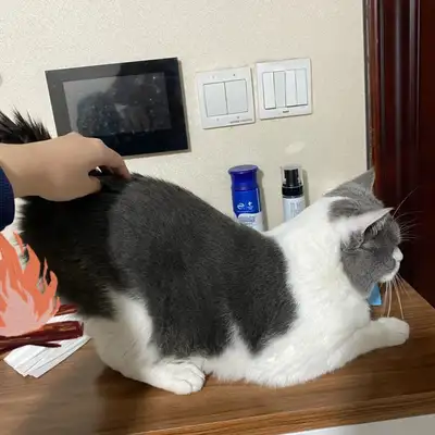 Cats must see! 14 stories about cats. The more they know, the healthier they are