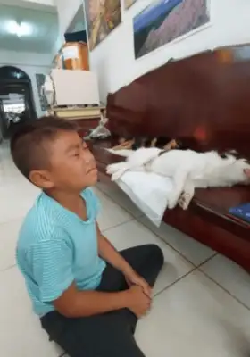 After the dogs had been sterilized, the little boys thought they were dead, and they fell down and cried