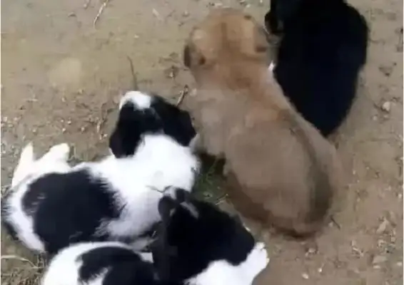 The netizens picked up four stray dogs, and Mom threw them outside, and the next day she saw a warm image!