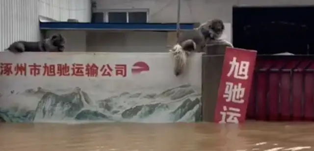 Two dogs in the flood are hiding on the wall, and people don't want to leave