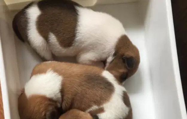 The three milk dogs were thrown off the streets by the masters, and the dogs grew together