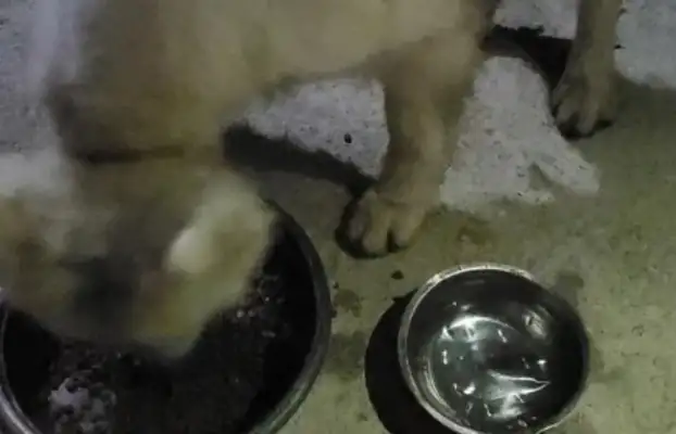 I've been feeding stray dogs all my life to help me out today