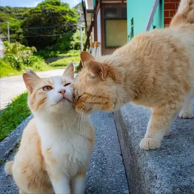 Cats must see! 14 stories about cats. The more they know, the healthier they are