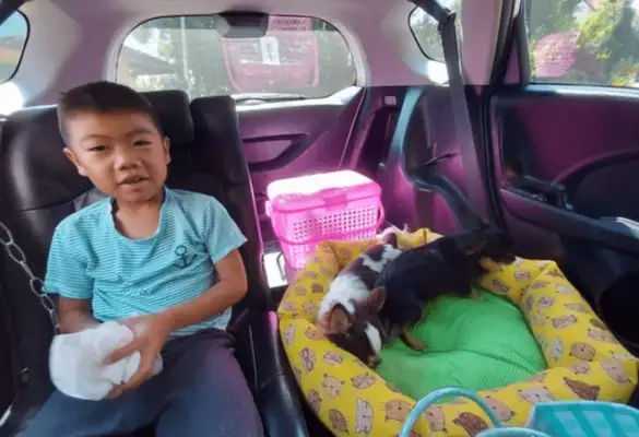 After the dogs had been sterilized, the little boys thought they were dead, and they fell down and cried