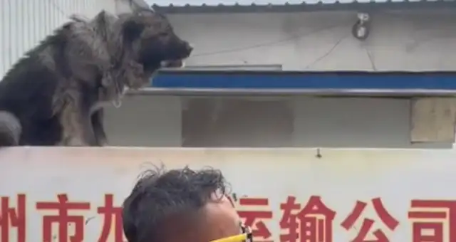 Two dogs in the flood are hiding on the wall, and people don't want to leave
