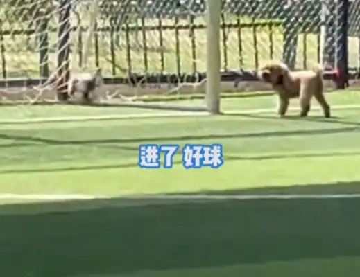 It's a gift. Dogs learn how to shoot when they watch a few games