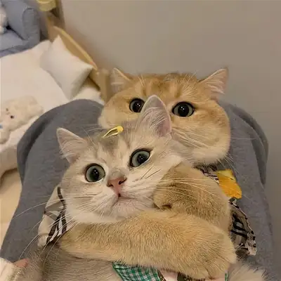 Cats must see! 14 stories about cats. The more they know, the healthier they are