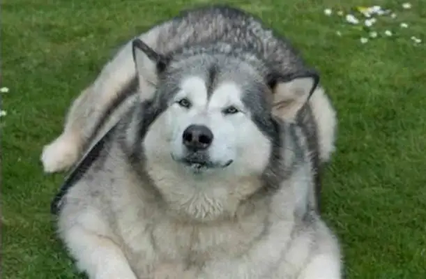 Neighbors are kind enough to feed greasy pie, which increases its weight to 70 kg or the fattest dog in England
