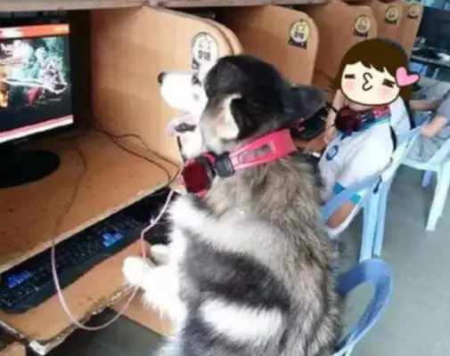 The boy leads a game with a dog-net, is being punished by his mother for taking responsibility for the dog