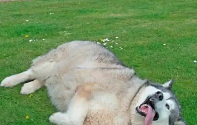 Neighbors are kind enough to feed greasy pie, which increases its weight to 70 kg or the fattest dog in England