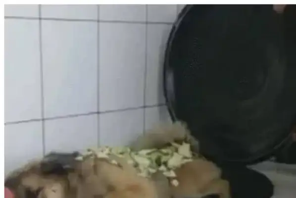 Half way to cook, the dog jumps into the pot, and the master wants to cook the dog: extra meals