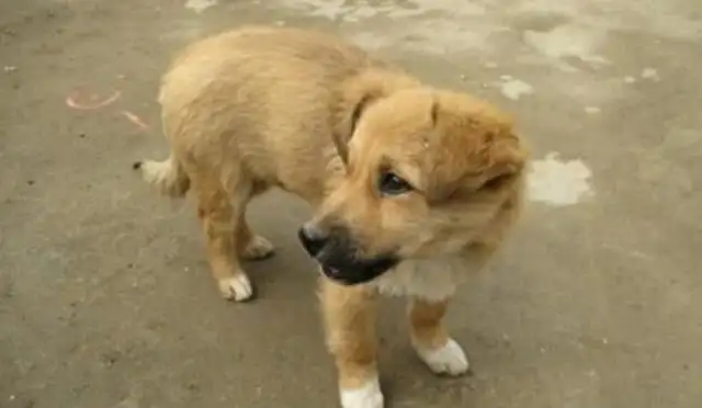 A stray dog with multiple jobs and smiles every day to work and to take care of his companions to get food