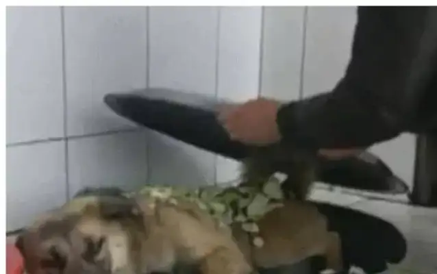 Half way to cook, the dog jumps into the pot, and the master wants to cook the dog: extra meals