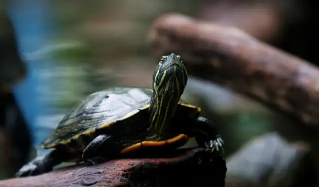 Tortoise cortex disease: a map of the whole course of family treatment
