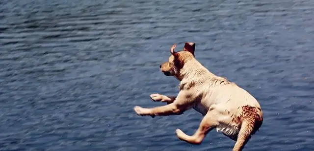 Poaching officers, eight points for the dog to survive the summer