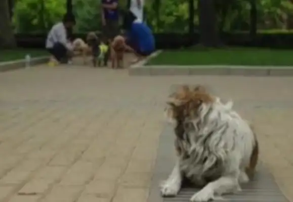 Shen Yin: stray cats and dogs are invasive animals and should be hunted directly