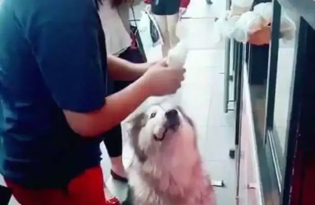 In Alaska, who eats ice cream, the master buys four or five of them for him, and the dog's eyes are full of flowers!