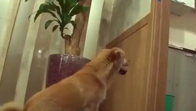 A stray dog with multiple jobs and smiles every day to work and to take care of his companions to get food