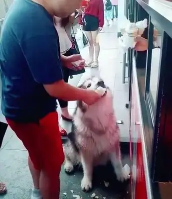 In Alaska, who eats ice cream, the master buys four or five of them for him, and the dog's eyes are full of flowers!