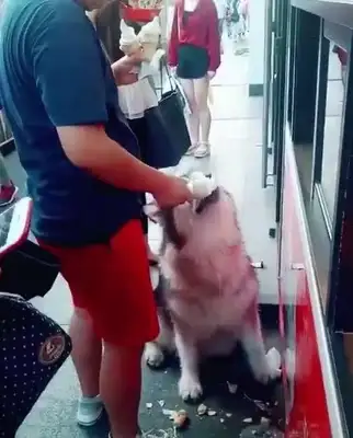 In Alaska, who eats ice cream, the master buys four or five of them for him, and the dog's eyes are full of flowers!