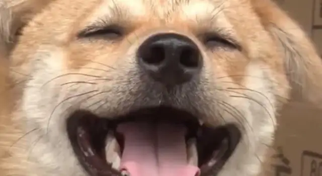 A stray dog with multiple jobs and smiles every day to work and to take care of his companions to get food