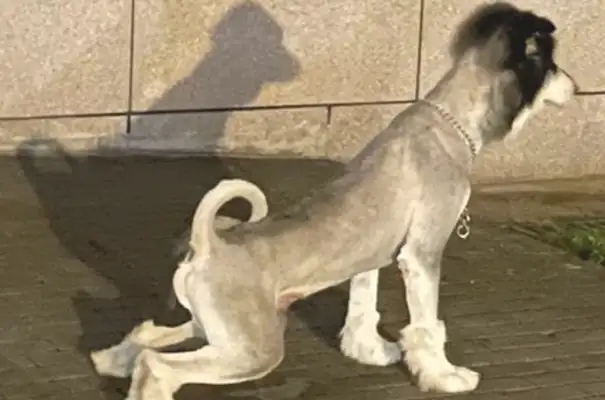 You shaved the dog for 380, you shaved it into a donkey
