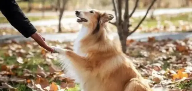 When the dog met the former master, he lost his temper