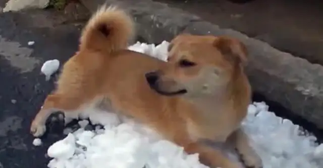 A stray dog with multiple jobs and smiles every day to work and to take care of his companions to get food