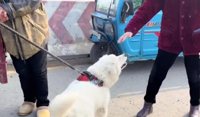 400 bucks. Pretty Samoye left with a dog dealer, watched the dog go, and my sister cried