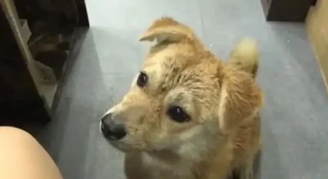 A stray dog with multiple jobs and smiles every day to work and to take care of his companions to get food