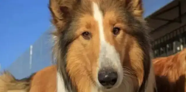 When the dog met the former master, he lost his temper