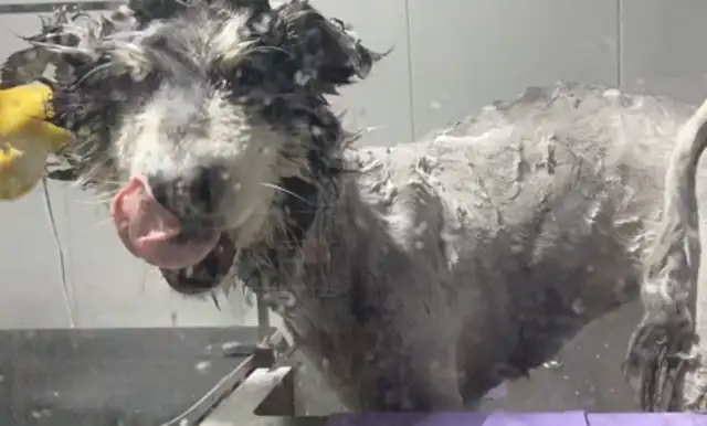 You shaved the dog for 380, you shaved it into a donkey