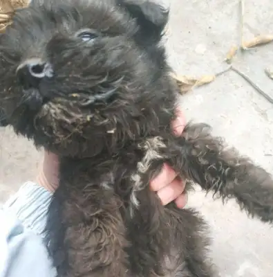 People say stray dogs pick up the little ones and throw them in the garbage. Drop it