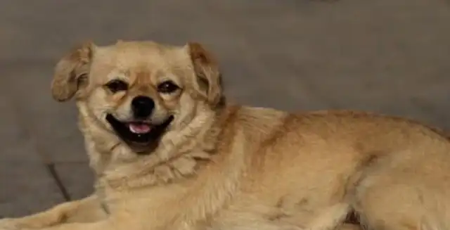 A stray dog with multiple jobs and smiles every day to work and to take care of his companions to get food
