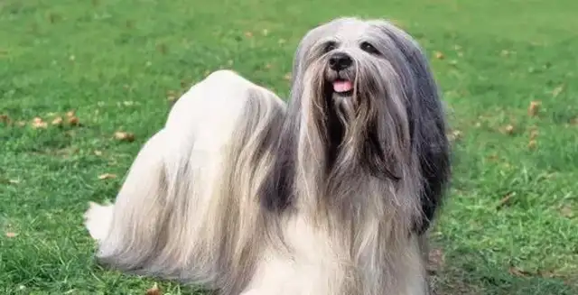 Let's see your hairy, hairy dog. Let's see what you got!