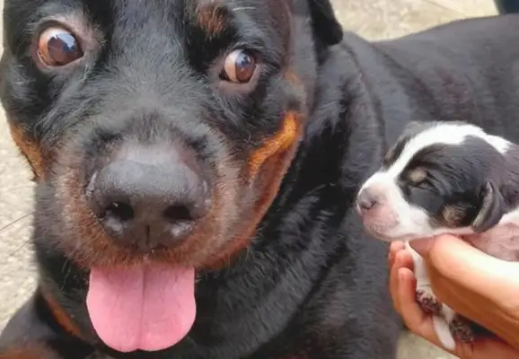 120 pounds of Rowena isn't afraid, but he's got ten-degree anxiety