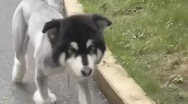 You shaved the dog for 380, you shaved it into a donkey
