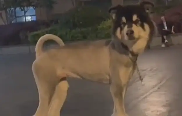You shaved the dog for 380, you shaved it into a donkey