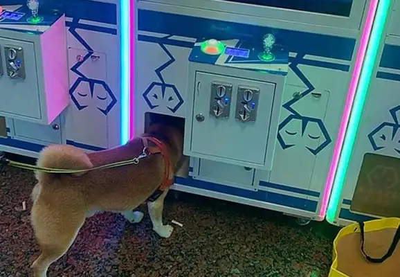 The carcasses of the Chai canine girls are in ruins