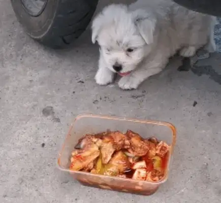 The little stray dog is hungry. A box of spicy food from a woman. It's a terrible thing to say