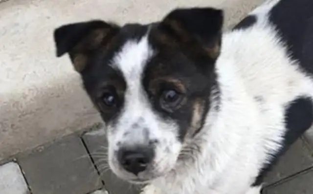 It's chilling for a girl to give away the stray dog she picked up two days later