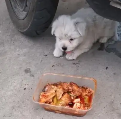 The little stray dog is hungry. A box of spicy food from a woman. It's a terrible thing to say