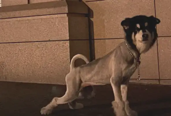 You shaved the dog for 380, you shaved it into a donkey