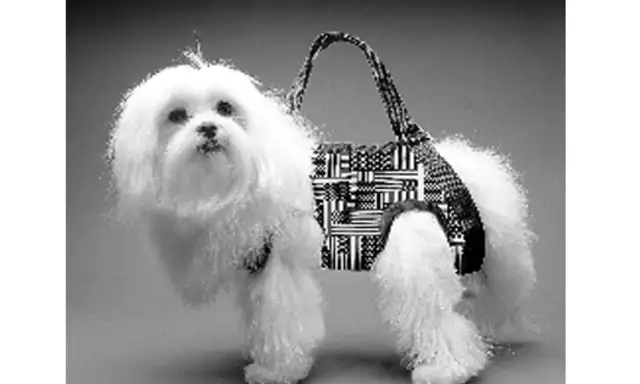 "Pregnant woman" wants a pet dog in his arms to pass the security check and be identified for shipment