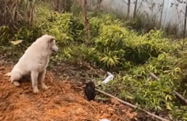 After Grandma's death, White Dog stayed silent in front of her grave: I'm with you